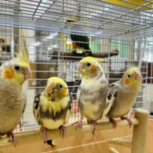 GWフェアを開催いたします！！🔥🔥🔥  (オカメインコ、ウサギ、モルモット)
