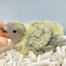 フレッシュなピカピカカラー✨💚コザクラインコ（オパーリンノーマル）