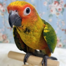 ｢コガネメキシコインコ｣ ちゃん来てくれました〜 ‪🦜‬🫧