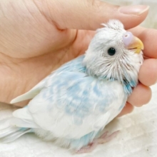 青空と雲🩵☁️セキセイインコ（ブルースパングルパイド）