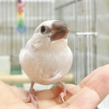 最新画像あり！輝くシルバー✨🤍シルバー文鳥