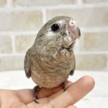 シックな色合い〜🎩アキクサインコ（ノーマル）