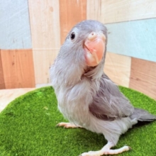 最新画像あります✨濃いグレーがかっこいいイケメンカラー😎✨マメルリハインコのモーブ‼️