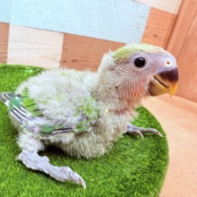 キュルキュルおめめが可愛すぎる〜😍コザクラインコのノーマル❣️