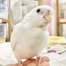 最新画像あり！動画あり！真っ白ボディ🤍✨オカメインコ（ピュアホワイト）