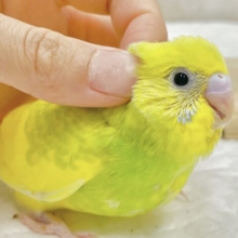 最新画像あり⭐️タンポポさん🌼💚セキセイインコ（グリーンスパングルパイド）