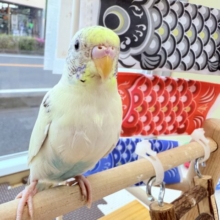 ヒナ餌卒業‼️優しいしお色のキュートな子💕セキセイインコの4色ハルクイン❣️