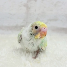 わた毛パンツのスーパーモデル！？セキセイインコ(パステルカラーレインボー)