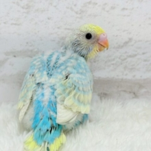早く大人になりた〜〜い♬.*ﾟセキセイインコ(パステルレインボースパングル)