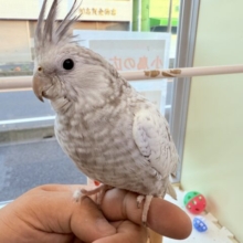 最新画像あります⭐️ヒナ餌卒業‼️ぱっちりクリクリなおめめが可愛すぎ〜〜💕オカメインコのホワイトフェイスパール❣️