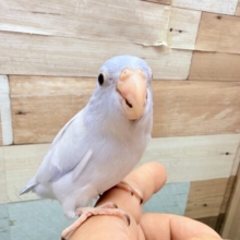 最新画像あります⭐️あわ〜いブルーが素敵すぎますッ✨🩵マメルリハインコのコバルトダイリュート❣️