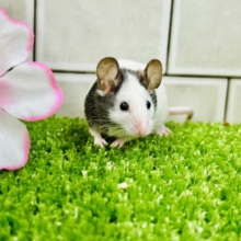 １匹、１匹がファッションリーダー！？　パンダマウス