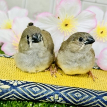 モチモチ　モッチモチきなこもち？？　キンカチョウ