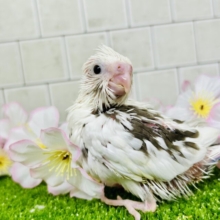 少しずつ暖かくなってきたかなー？　オカメインコ