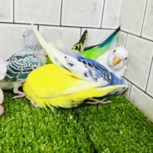 【最新画像更新☆☆】♪柏店春のひな祭り！♪🌸　セキセイインコ　