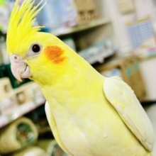 ✨最新画像✨わくわく温かみマーガレットꕤ.｡‎🤍オカメインコ(ルチノーシナモン/2025年1月生まれ)