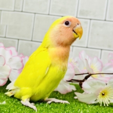 【最新画像更新☆☆】サンサン春晴れ！🌅　コザクラインコ