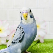 【最新画像更新☆☆】シックな大人カラーにメロメロ？？　セキセイインコ