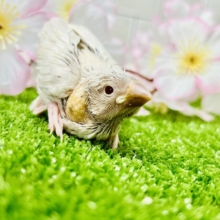 ちょっと珍しいコがやってきましたよ～　シルバーイノ文鳥