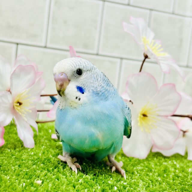 ハレバレスカイックカラー♬ セキセイインコ ハレバレスカイックカラー♬ セキセイインコ