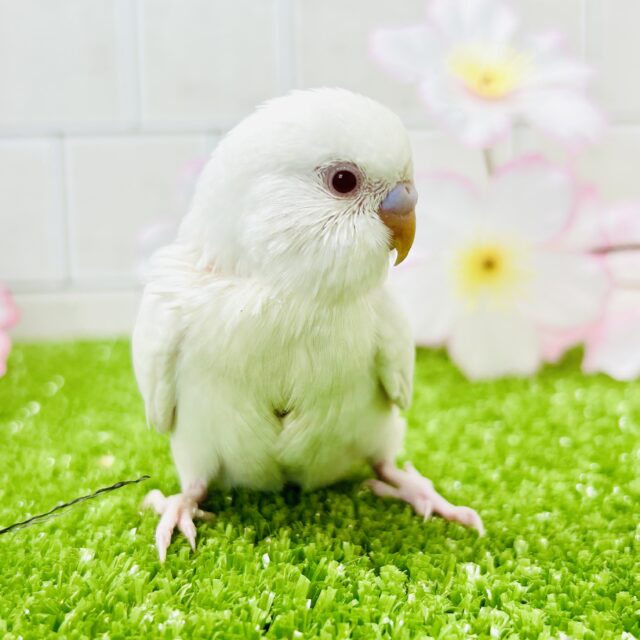 純白ベールに包まれた隠された性格?? セキセイインコ 純白ベールに包まれた隠された性格?? セキセイインコ