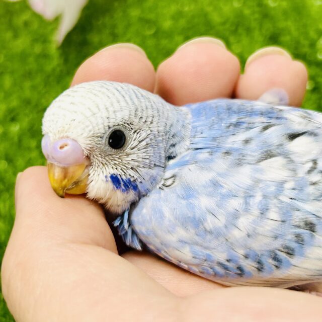 かくれんぼが好きな甘えん坊候補?? セキセイインコ かくれんぼが好きな甘えん坊候補?? セキセイインコ
