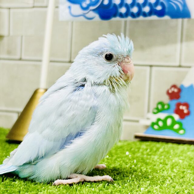 小さな体に無限の食欲！！　マメルリハインコ