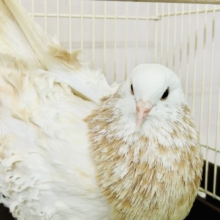 気品あふれるゴージャスハト・・・　フリルバック