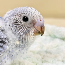 ふわふわ綿毛 見てみて～！セキセイインコ（オパーリン）