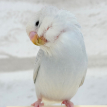 【動画更新🪄ひとり餌になりました！】ねぇ、ねぇ、もっと甘やかして？💖セキセイインコ(ライラック)