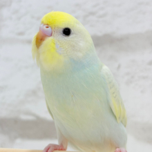 淡々🫧ラムネちゃん🍬セキセイインコ(パステルカラーレインボー)