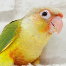 【動画更新🪄】ひと足先に常夏感じる🏖ウロコインコ(パイナップル) ヒナ