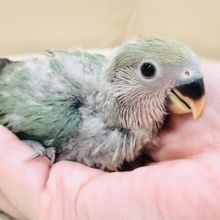 ふわふわ🪽🫧わたわたちゃん コザクラインコ（ブルーチェリー）