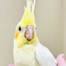 ドキドキっ！恥ずかしがり屋なオカメインコちゃん（ルチノー）