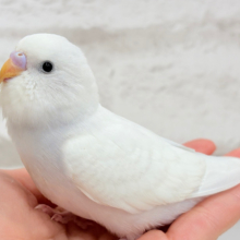 みんなの視線を独り占めっ🧚💖セキセイインコ(ウイング系) ヒナ