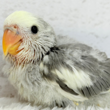 可愛いお顔に要注意🫧コザクラインコ(モーブパイド) ヒナ