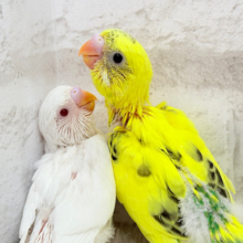 みんなの好みはどっちかな？♬*°セキセイインコ ヒナ