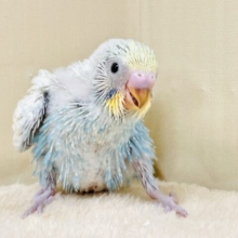 爽やかカラーの元気っ子✨セキセイインコ（パステルレインボースパングル）
