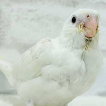 【最新画像更新🪄】来ました♡.·*.純白の天使🪽‪オカメインコ(ピュアホワイト) ヒナ