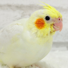 【最新画像更新🪄】ミニマムサイズだけど愛はヘビー級！？💖オカメインコ(ルチノー) ヒナ