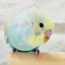 この可愛さに沼る人続出です🫠💘セキセイインコ(パステルレインボースパングル)