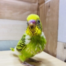 最新画像有ります‼️わたわたに包まれたヒナ様です〜✨セキセイインコのオパーリン❣️