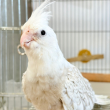 “透明感”ってこういうことを言うんだね🫧オカメインコ(WFシナモンパールパイド)