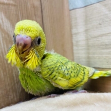ハッキリとした模様が美しい✨セキセイインコのスパングルやって来ました〜！！