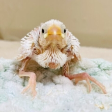 これから大きくなるよ✨白文鳥さん