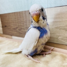 白いキャンバスにブラックとブルーで描いちゃおうかな🎨🖌️ちょこんと佇むセキセイインコのパイド💙