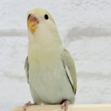 【最新画像更新🪄】わた毛さん🪽ふんわり柔らかカラー꒰ 🍵 ꒱コザクラインコ(シナモン) ヒナ