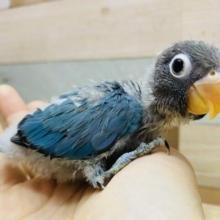 てちてち…小さなペンギンさん🐧💙パッチリおめめのブルーボタインコがやって来ました！