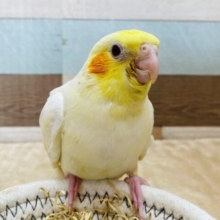 最新画像有ります⭐️オカメインコと言えばこのカラーでしょ‼️優しいたまごちゃんなオカメインコルチノー🥚💛