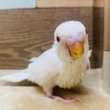 真っ白しろすけ〜🤍キュートな赤目ちゃんのセキセイインコのアルビノ❗️